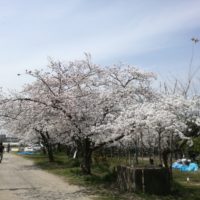 いよいよ桜満開♪