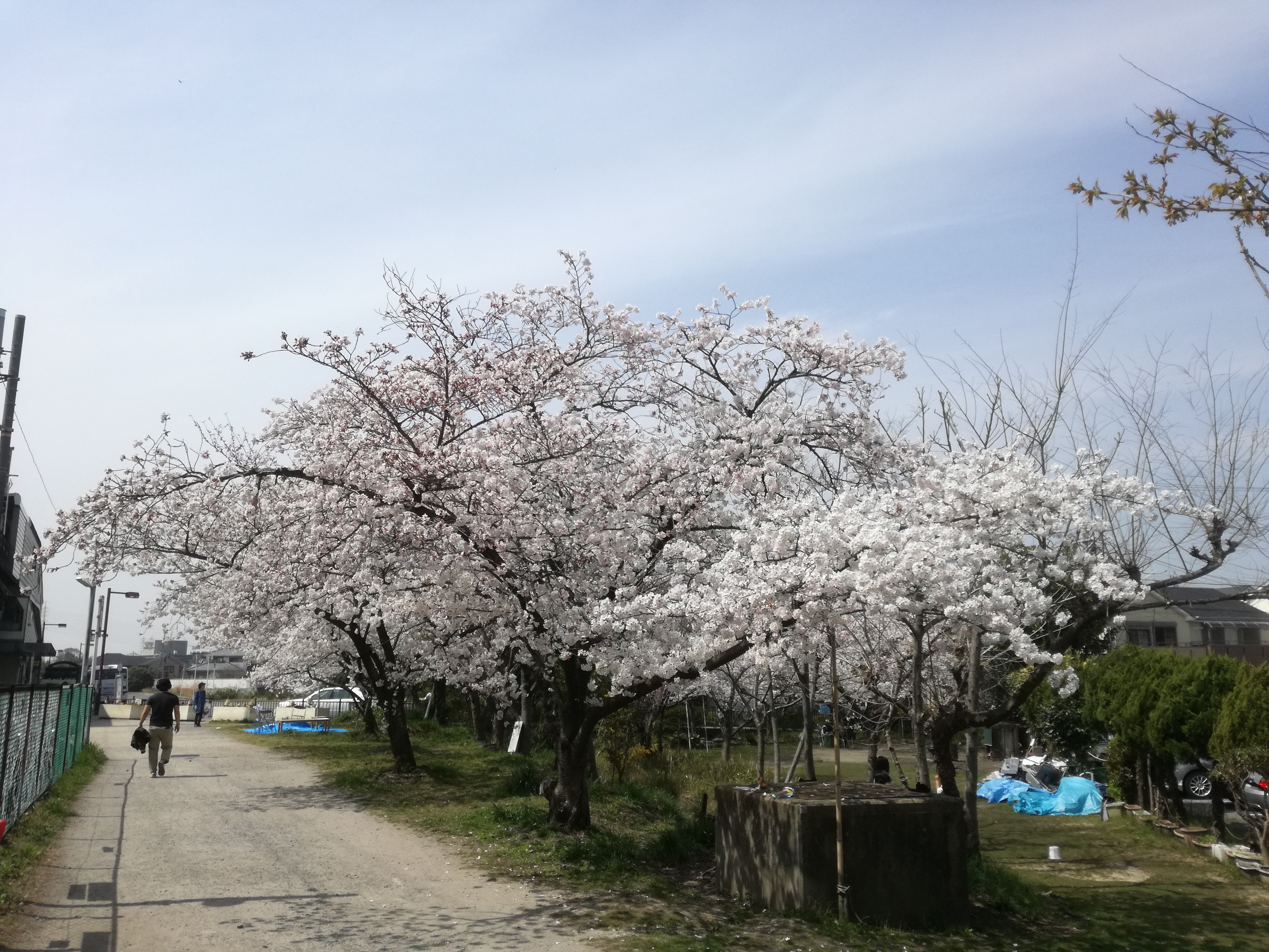 いよいよ桜満開♪