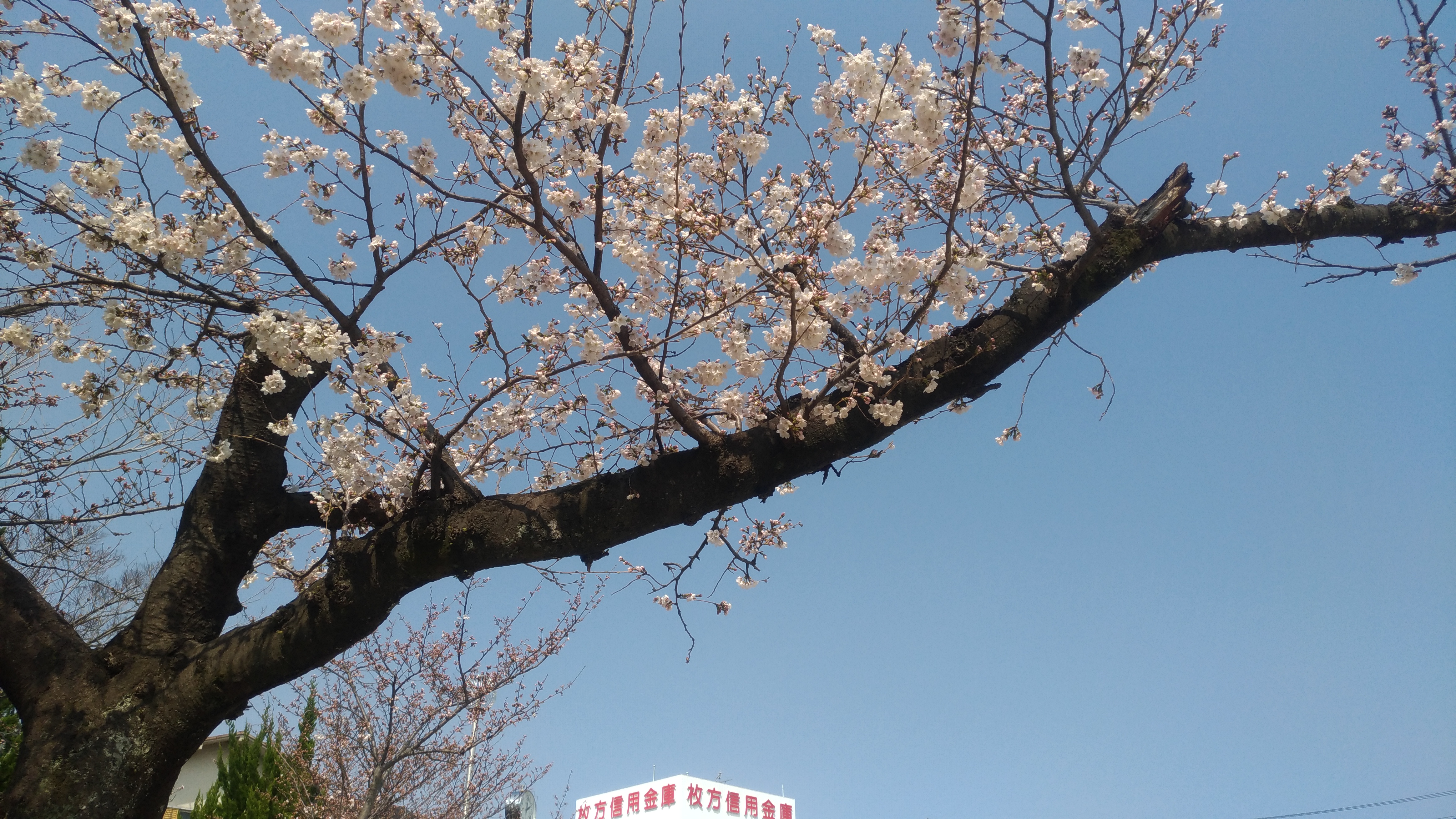 春日小学校前の春日公園でお花見