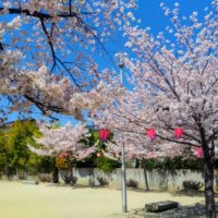 春日公園の桜が満開になりました。