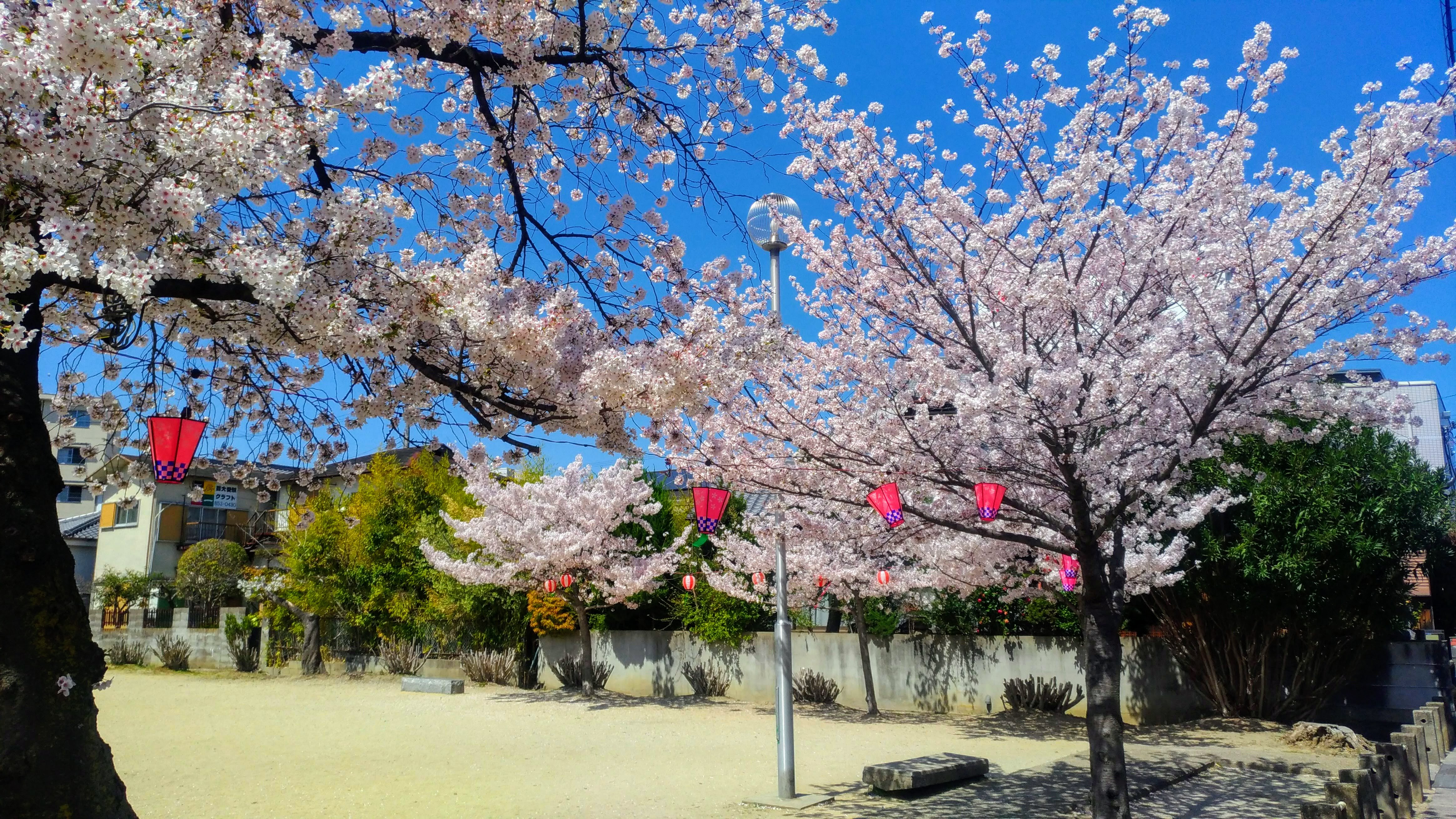 春日公園の桜が満開になりました。