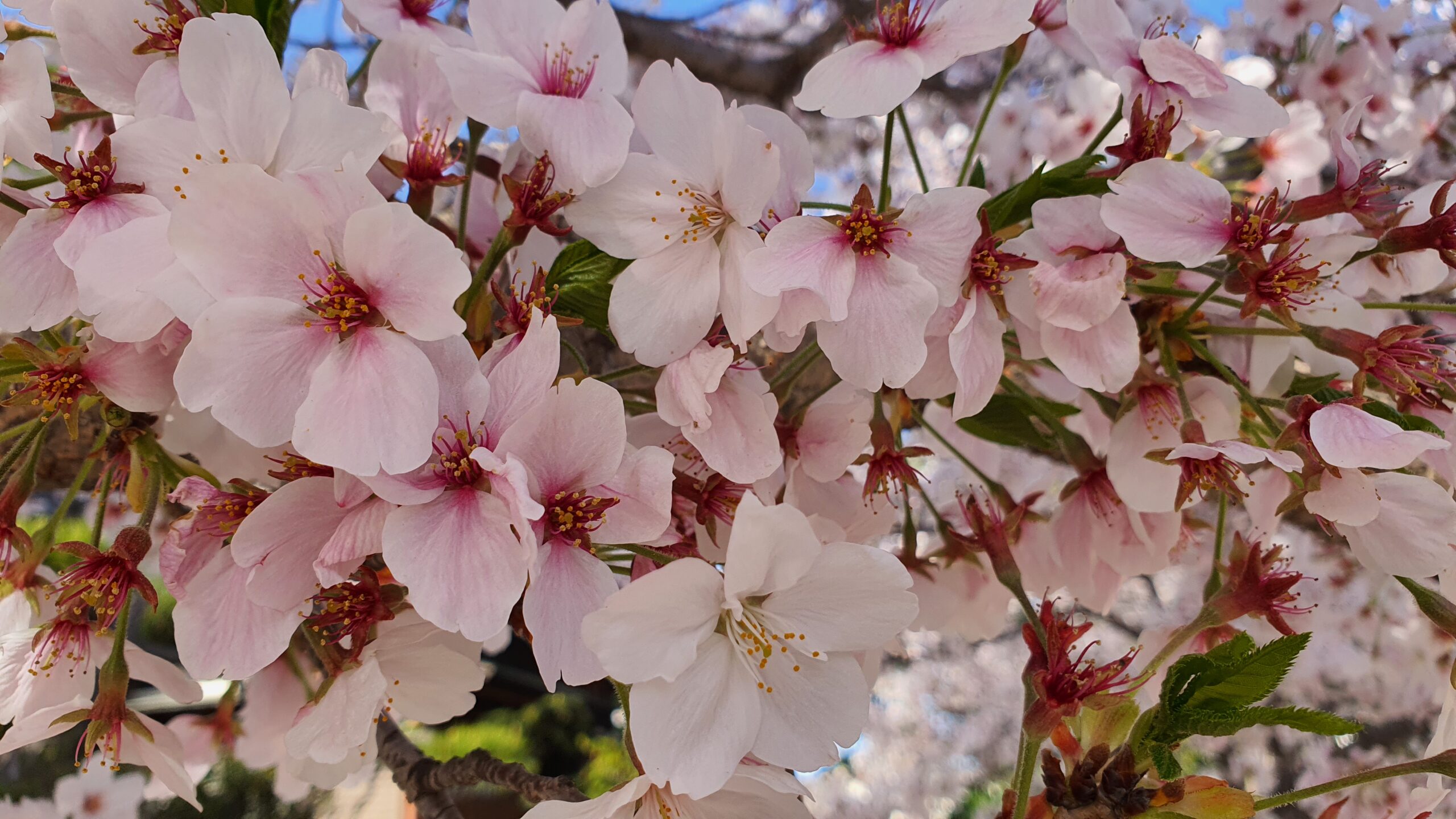 ４月1日 育休初日はプライベートお花見🌸